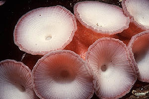 Suckers of a Pacific giant octopus (O. dolfleini).