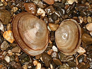 mussels water lesser fresh corneum muscheln clam fingernail