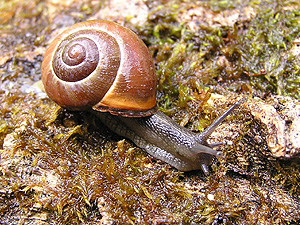 Hainbänderschnecke (Cepaea nemoralis)