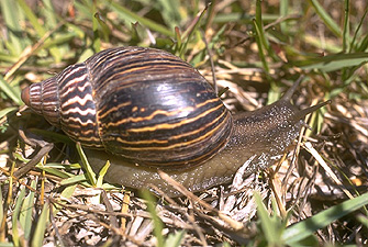 snail ahain varicoza