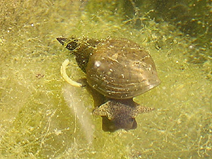 Common pond snail (Lymnaea stagnalis)