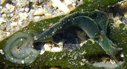 Elysia viridis