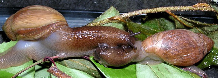 Image result for snails  cannibalism