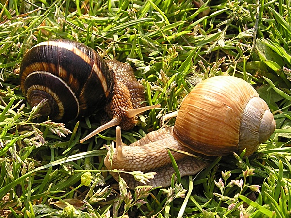 Snail king and dextral snail as proof.