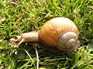 Sinistral Roman snail kiing