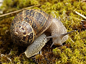 Roman Or Edible Snail Helix Pomatia