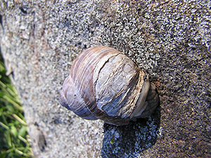 Roman snail, its shell repaired.