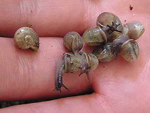 Juvenile Roman snails
