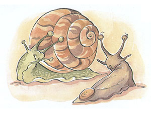 Gehäuseschnecke und Rucksackschnecke
