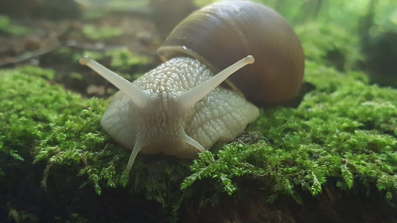 Roman snail (Helix pomatia)