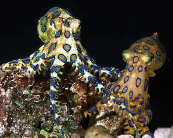 An aggressive female blue ring octopus.