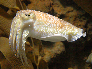 Sepia officinalis, The Common Cuttlefish - The Cephalopod Page