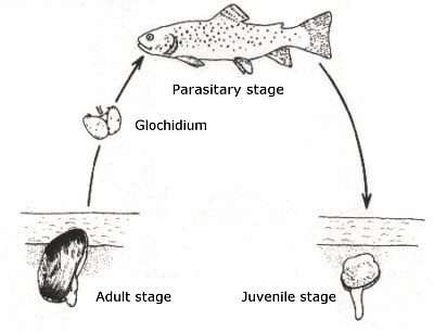 Development cycle of fresh water mussels