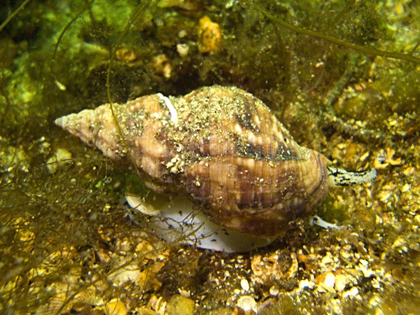 Common whelk (Buccinum undatum)