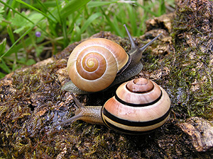 Grove snail (Cepaea nemoralis)