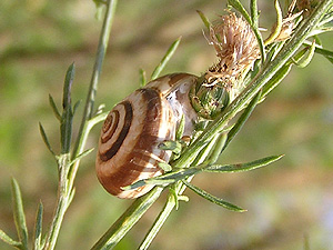 Sandheideschnecke (Cernuella virgata)