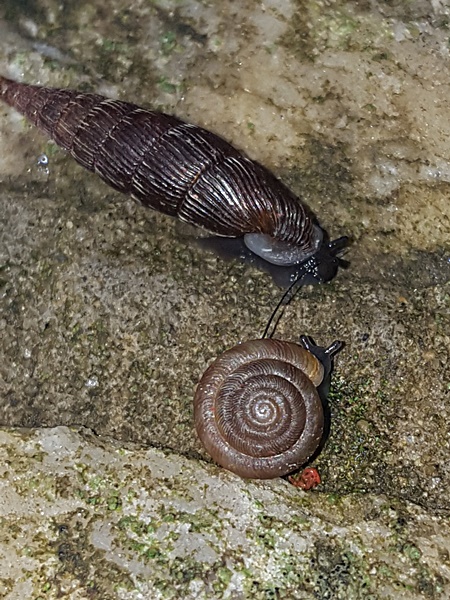 Alinda biplicata and Discus rotundatus