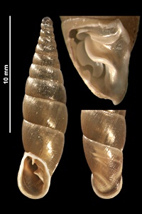 Cochlodina laminata