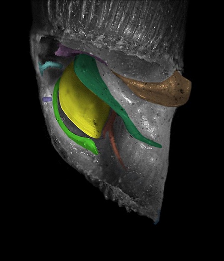 Clausiliar preparation with description