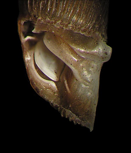 Clausiliar preparation of Alinda biplicata