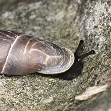 Palatal view of H. bosniensis