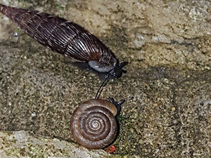 Discus rotundatus und Alinda biplicata