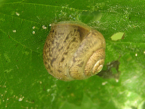 Strauchschnecke (Fruticicola fruticum)