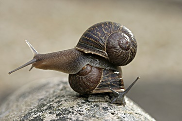 Snail Kings - Sinistral Roman Snails