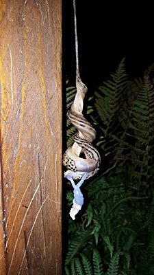 Paarung des Tigerschnegels