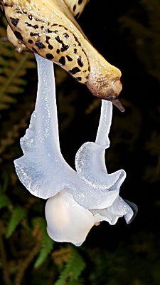 Nahaufnahme: Bildung der "Blume"