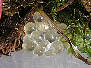 Limax maximus Gelege