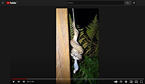 Paarung des Tigerschnegels auf Youtube