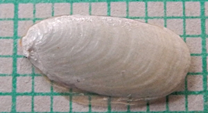 Shell rest of Limax maximus