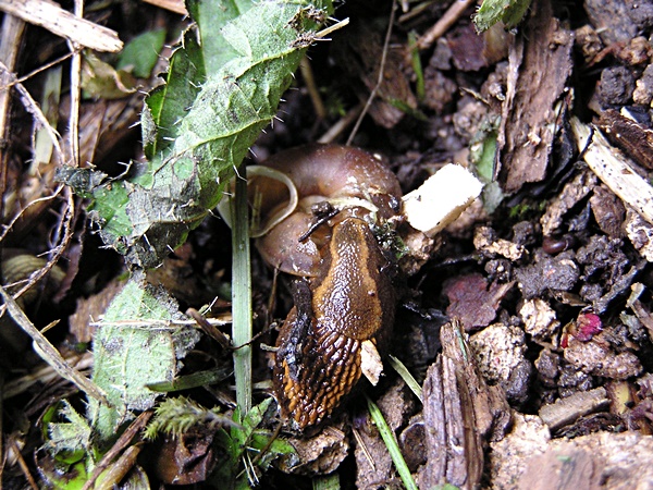 Arion vulgaris feeding on lapidary snail