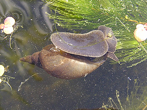 Schlammschnecke (Lymnaea stagnalis)