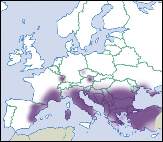 Helix lucorum: Distribution