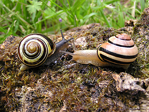 Grove snail (Cepaea nemoralis)