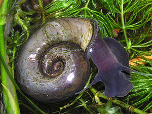 Posthornschnecke (Planorbarius corneus)