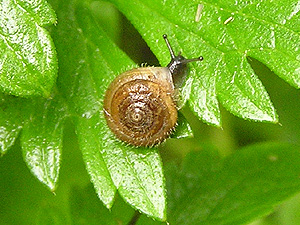 Gemeine Haarschnecke (Trichia hispida)