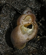 tzschaden von Poiretia dilatata an Pomatias elegans