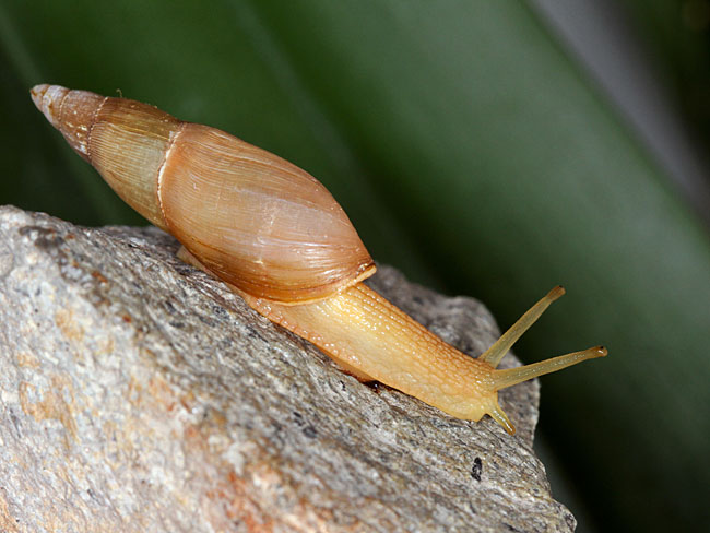 Dalmatian predator snail (Poiretia cornea)