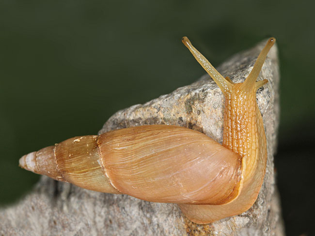 Dalmatian predator snail (Poiretia cornea)