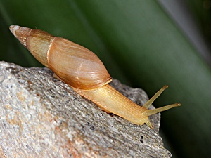 Dalmatian Predator Snail (Poiretia cornea)