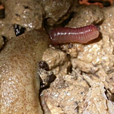 Testacella scutulum