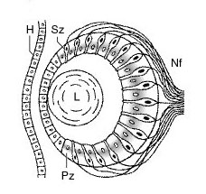 Auge der Weinbergschnecke, schematisch.