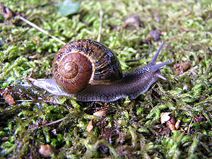 Gefleckte Weinbergschnecke (Cornu aspersum)