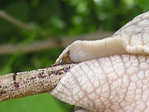 Der Dorn stellt fr die Weinbergschnecke kein Hindernis dar.