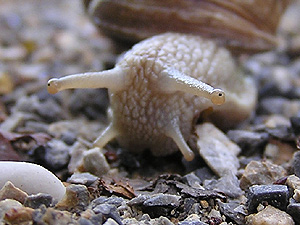 Do Garden Snails Have Eyes 