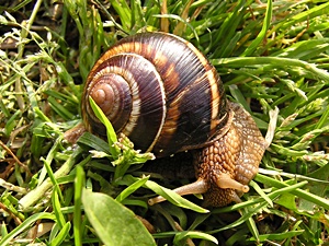 Striped Helix (Helix lucorum)