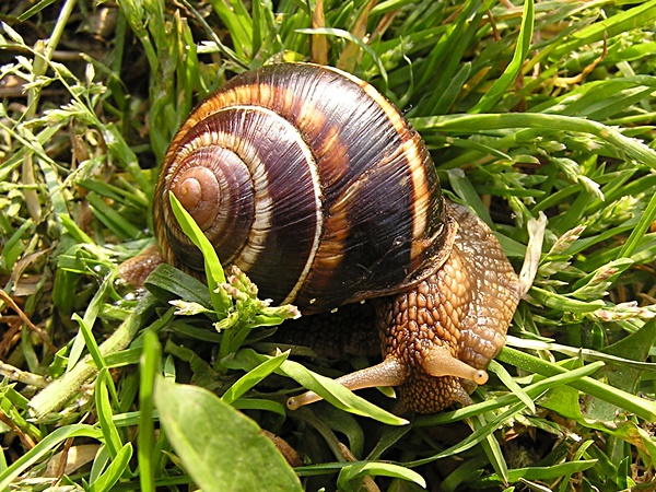 Helix lucorum